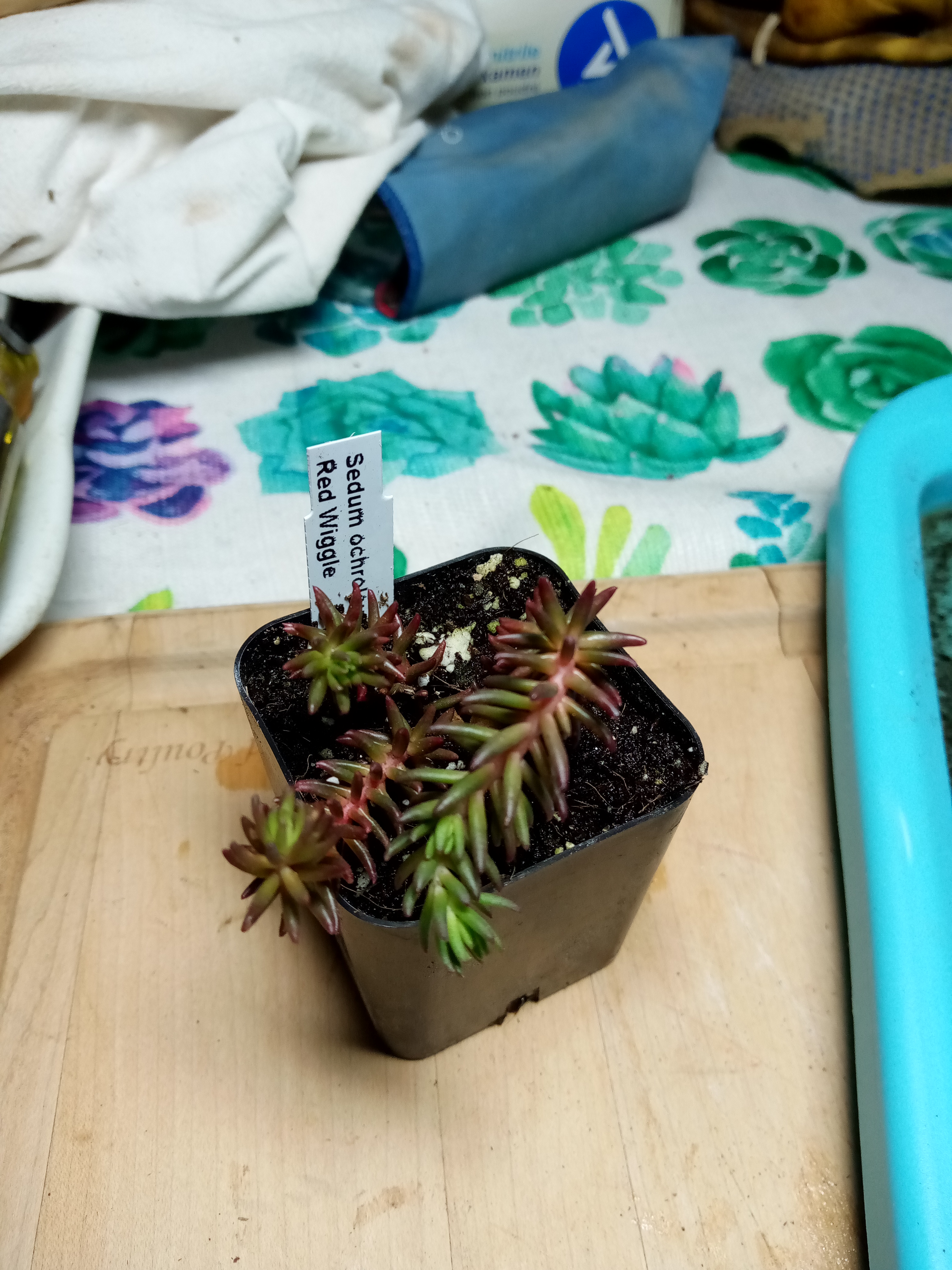 Sedum ochroleucum - Red Wiggle.jpg